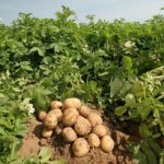 potato cultivation