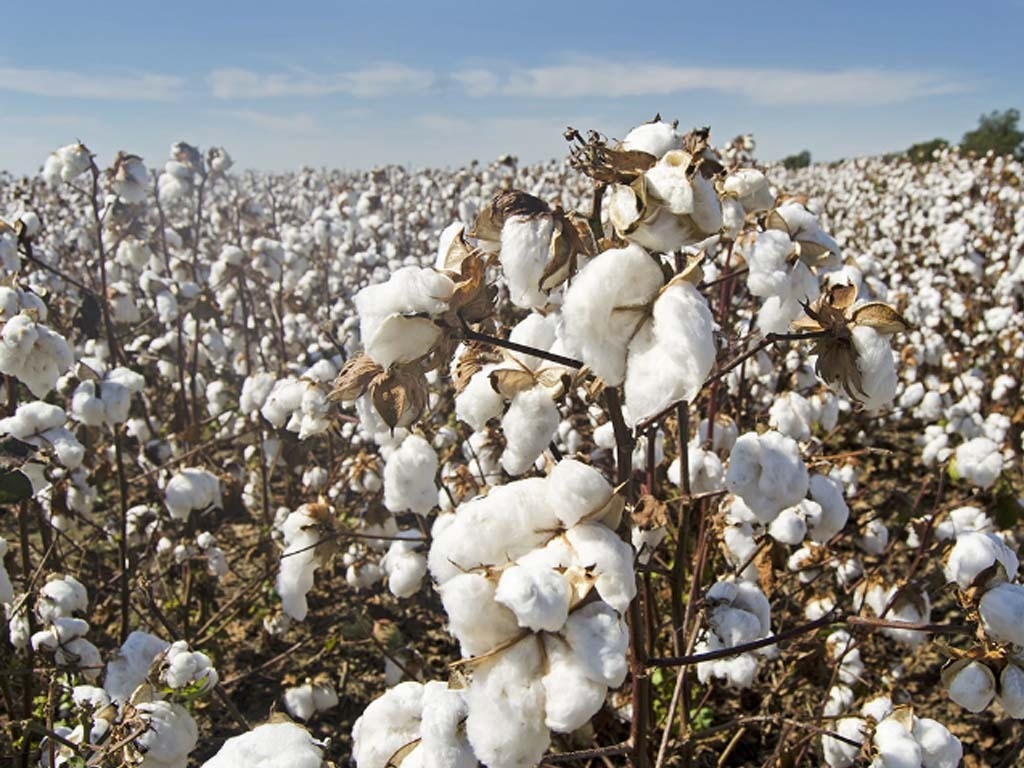 Over 8.2m cotton bales reach ginneries across Pakistan till Jan 15