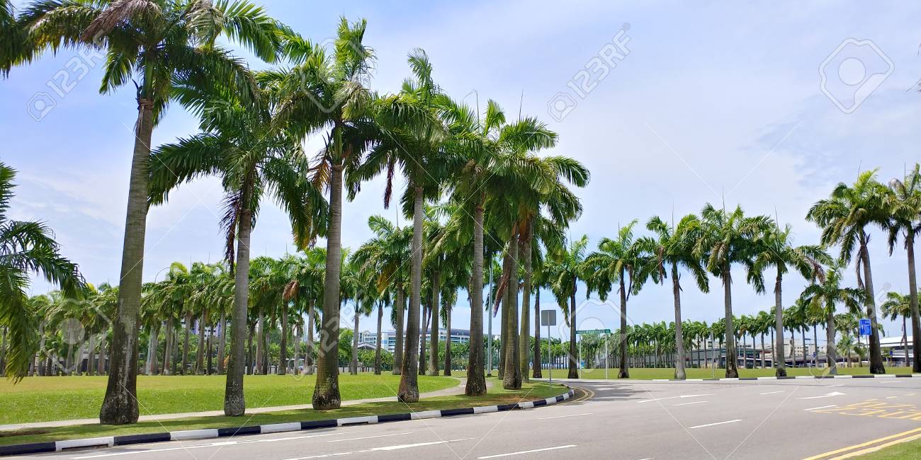 LHC stops planting of palm trees along highways, motorways
