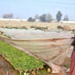 Nursery workers busy in covers plants with plastic sheet to protect from cold weather at Peshawar Mor in Federal Capital.