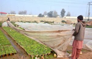 Nursery workers busy in covers plants with plastic sheet to protect from cold weather at Peshawar Mor in Federal Capital.