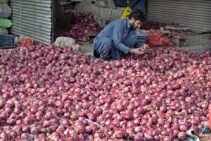 Vendors displaying seasonal fruit oranges to attract the customers at Islamabad Fruit and Vegetable Market