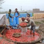 Farmers washing and packing carrots after harvesting to deliver in the Vegetable Market.