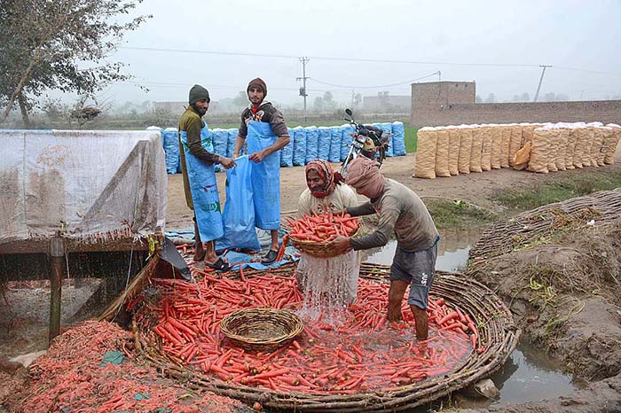 Farmers washing and packing carrots after harvesting to deliver in the Vegetable Market.