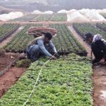 Nursery workers busy in arranging plants at local nursery in Federal Capital.