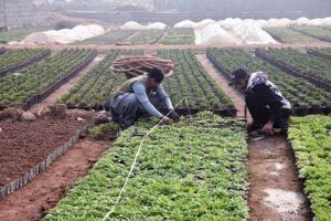 Nursery workers busy in arranging plants at local nursery in Federal Capital.