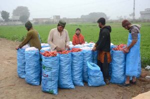 Farmers washing and packing carrots after harvesting to deliver in the Vegetable Market.
