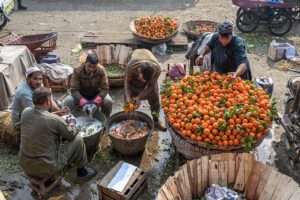  Vendors busy in washing oranges at PirWadhai.