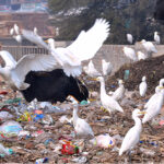 A view of birds flying and sitting on garbage site in the city