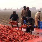 Farmers are busy packing carrots after collecting from the field to deliver the market