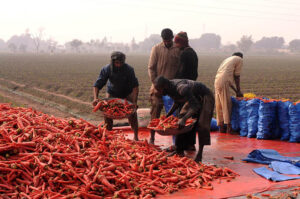 Farmers are busy packing carrots after collecting from the field to deliver the market