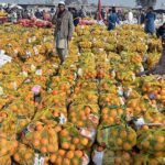 Vendors displaying seasonal fruit oranges to attract the customers at Islamabad Fruit and Vegetable Market
