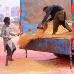 Labourers are busy unloading corn from the delivery truck