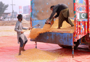 Labourers are busy unloading corn from the delivery truck