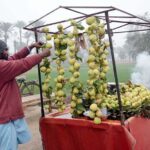 A vendor arranging and displaying the seasonal fruit (Guava) to attract customers at his roadside setup.