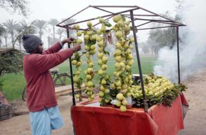 A vendor arranging and displaying the seasonal fruit (Guava) to attract customers at his roadside setup. 
