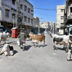 A herd of cows freely wandering on the market road creating hurdles in the smooth flow of traffic and needs the attention of the concerned authorities.