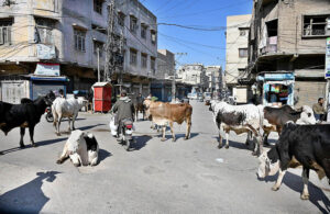 A herd of cows freely wandering on the market road creating hurdles in the smooth flow of traffic and needs the attention of the concerned authorities.