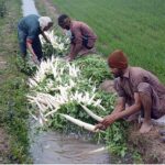 Farmers are busy washing radishes before transporting them to the vegetable markets.