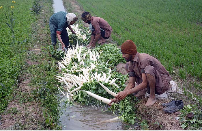 Farmers are busy washing radishes before transporting them to the vegetable markets.