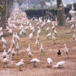 Migratory birds sitting on brink of Rakh Branch Canal in search of food