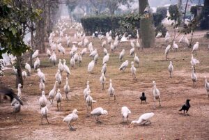 Migratory birds sitting on brink of Rakh Branch Canal in search of food