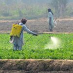 A farmer busy in spraying pesticides on the crop to protect them from insects at his field.