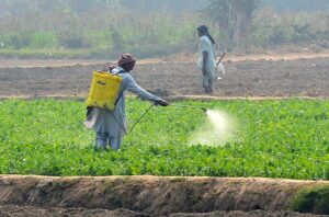 Farmers women are busy in harvesting spinach in their field at Latifabad.