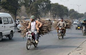 Two motorcyclists on the way at Islamabad Expressway loaded with dry branches of tree for domestic use in Federal Capital.