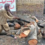 An elderly worker cutting the tree with the help of a saw at his workplace.