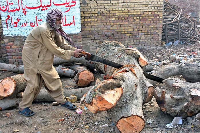 An elderly worker cutting the tree with the help of a saw at his workplace.