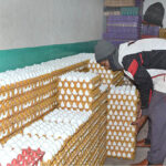 A shopkeeper busy in arranging and displaying eggs as demand increased during winter season.
