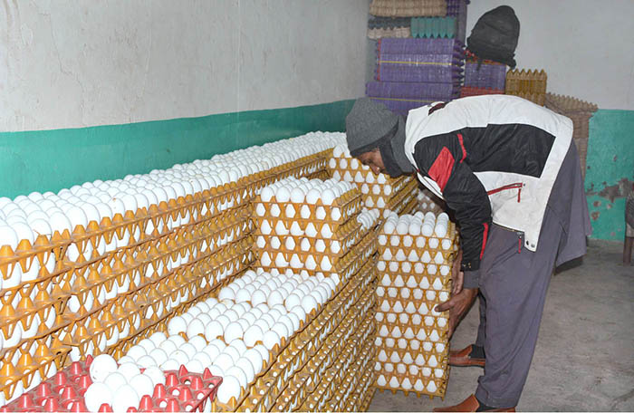 A shopkeeper busy in arranging and displaying eggs as demand increased during winter season.
