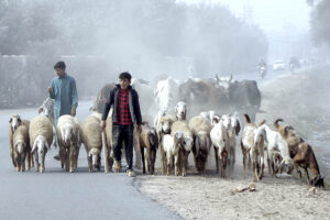 Shepherds guiding herds of animals for grazing. 