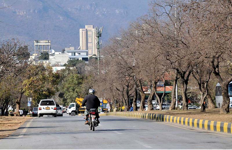 A view of leafless trees at center path of road in Federal Capital