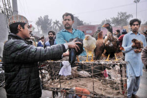 A vendor displaying and selling country hens to a customer near Dolat Gate Chowk. 