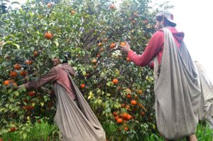 Labourers busy in plucking oranges from trees to be transported to different fruit markets.
