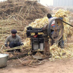 Farmers are busy crushing sugarcane to obtain juice for making (GUR) at Bosan Road