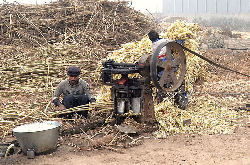 Farmers are busy crushing sugarcane to obtain juice for making (GUR) at Bosan Road