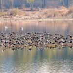 A view of large numbers of birds sitting on the water pond at Qasimabad