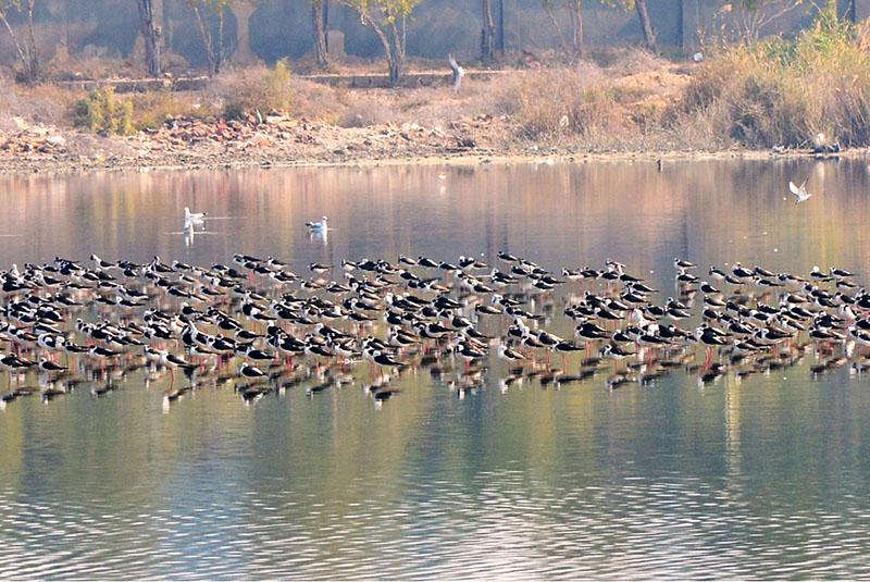 A view of large numbers of birds sitting on the water pond at Qasimabad