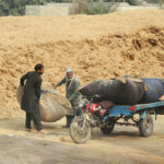 Labourers are busy loading bundles of husk from wheat on the tricycle rickshaw to deliver to market