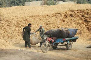 Labourers are busy loading bundles of husk from wheat on the tricycle rickshaw to deliver to market