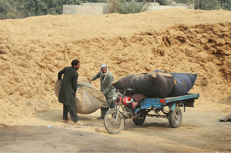 Labourers are busy loading bundles of husk from wheat on the tricycle rickshaw to deliver to market