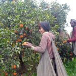 Labourers busy in plucking oranges from trees to be transported to different fruit markets.