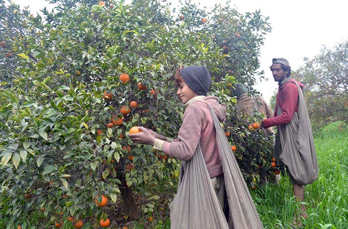 Labourers busy in plucking oranges from trees to be transported to different fruit markets.