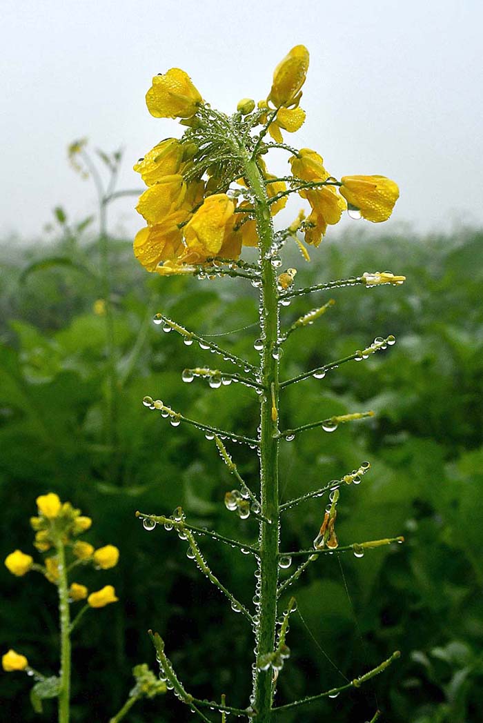 An attractive view of dew on mustard flower during heavy fog in the city.