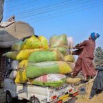 Labourers busy in tiding the bags of chaff (husk from wheat) loaded on vehicle in Federal Capital.