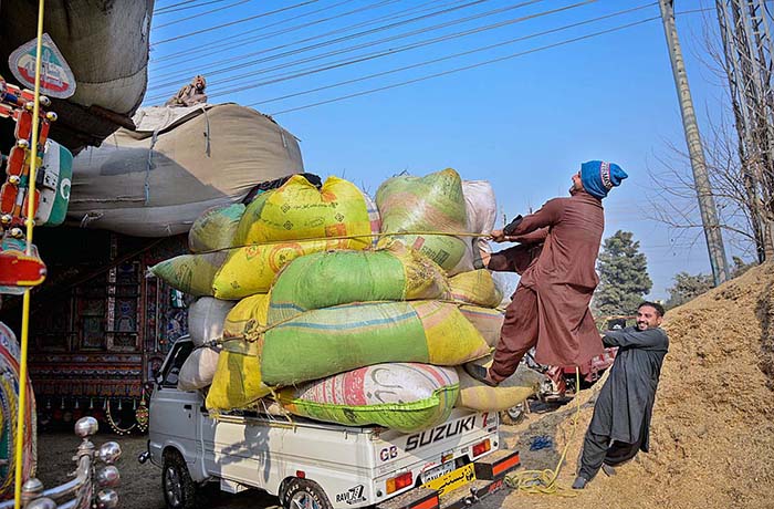 Labourers busy in tiding the bags of chaff (husk from wheat) loaded on vehicle in Federal Capital.