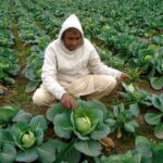 A farmer checking vegetable before plucking in a filed